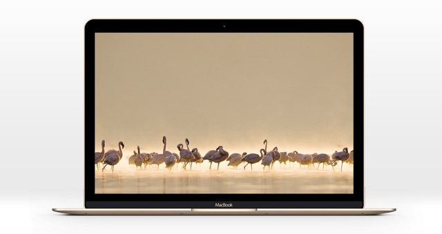 The New Macbook Psd Mockup Psd Mock Up Templates Pixeden